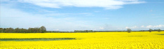 gelbe Landschaft, Copyright: daku